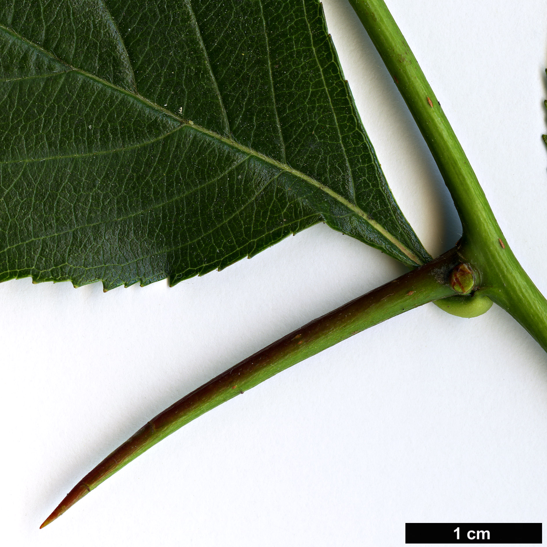 High resolution image: Family: Rosaceae - Genus: Crataegus - Taxon: ×nuda (C. crus-galli hybrid)